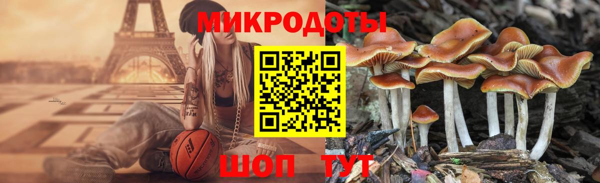 Псилоцибиновые грибы Cubensis Новочеркасск